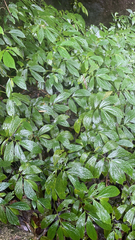 Elatostema platyphyllum