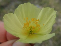 Papaver lapponicum