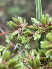 Cyperus virens