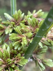 Cyperus virens