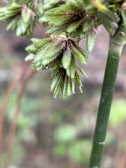 Cyperus virens