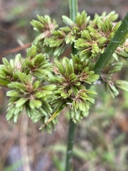 Cyperus virens