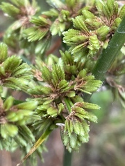 Cyperus virens