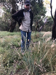 Rytidosperma setaceum