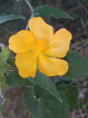Whiteleaf Indian mallow (Abutilon hypoleucum)