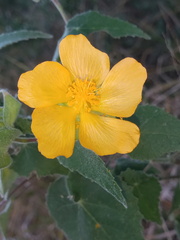 Abutilon hypoleucum