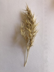 Rytidosperma setaceum