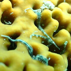 Ophiothela