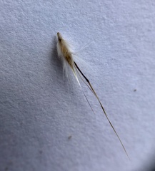 Rytidosperma setaceum