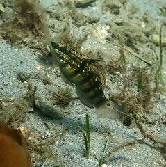 Amblygobius phalaena