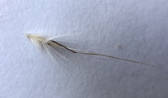 Rytidosperma setaceum