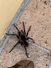 Cyrtopholis portoricae