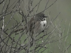 Artemisiospiza belli