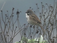 Artemisiospiza belli