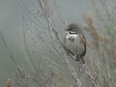 Artemisiospiza belli