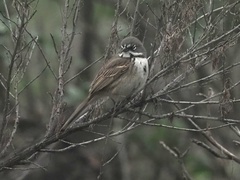 Artemisiospiza belli