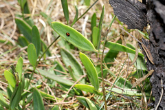 Vincetoxicum carnosum