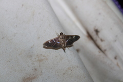 Desmia