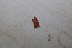 Parachma ochracealis