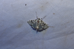 Conchylodes diphteralis