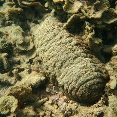 Actinopyga echinites