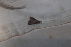 Hypena