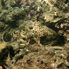 Epinephelus howlandi