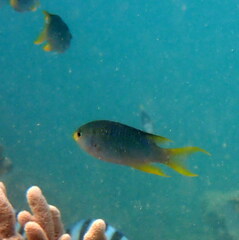 Neopomacentrus nemurus