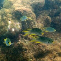 Neopomacentrus nemurus