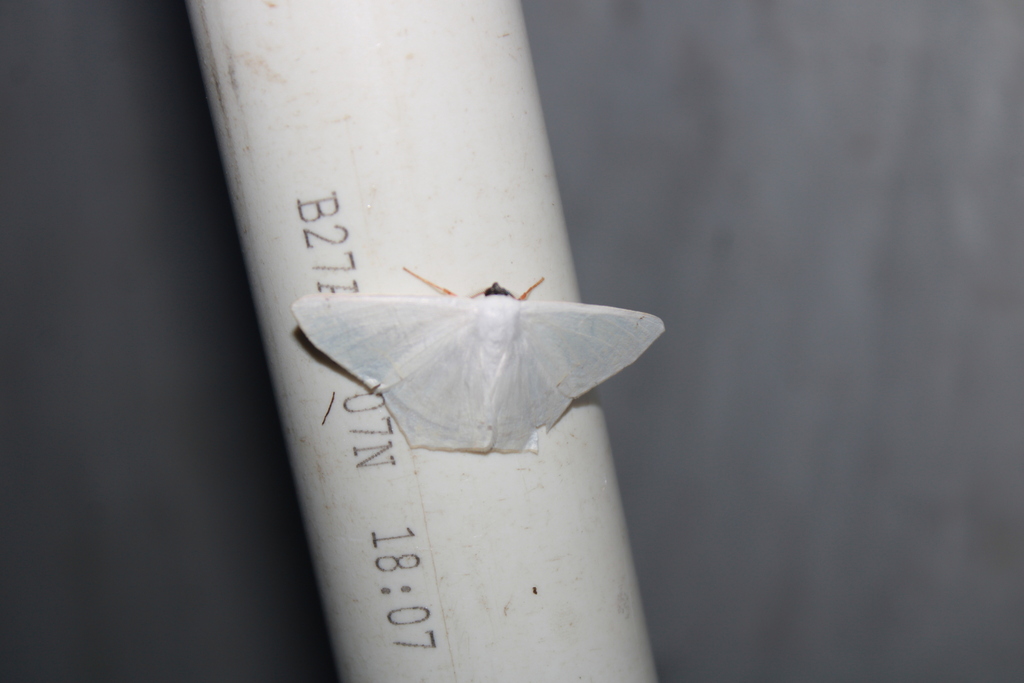 Sericoptera virginaria