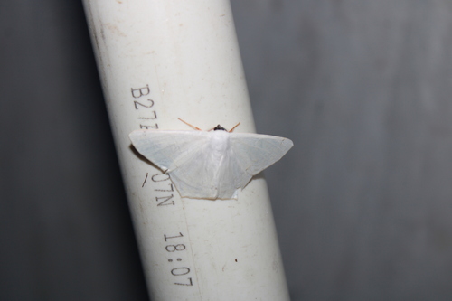 Sericoptera virginaria