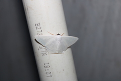 Sericoptera virginaria