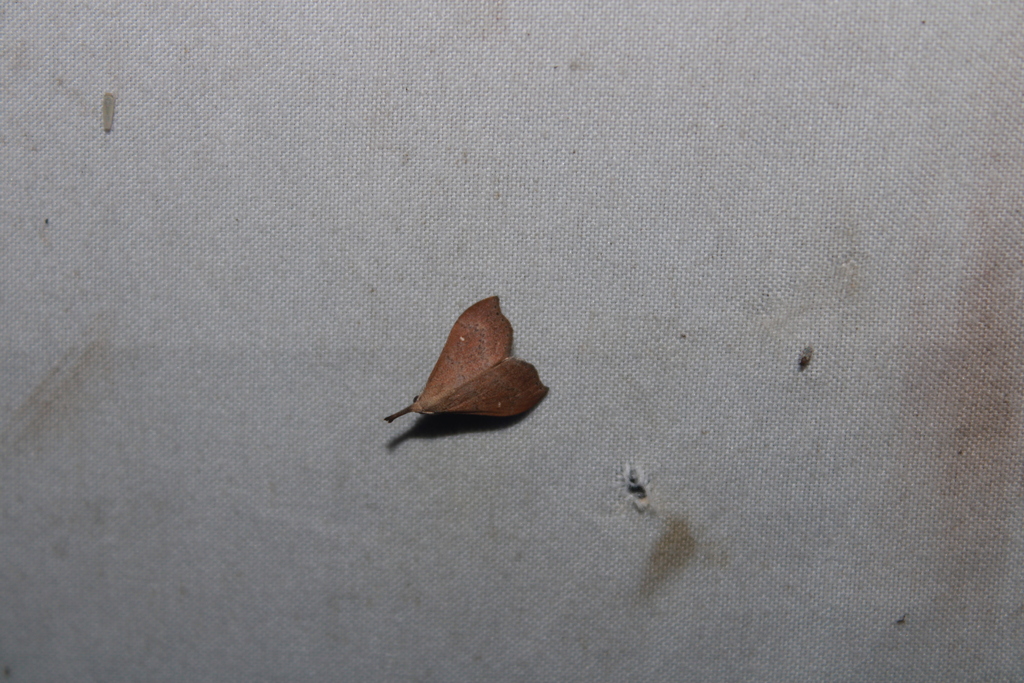 Litter moth