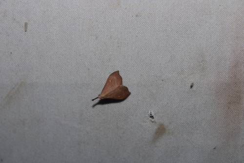 Litter moth