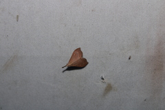 Macristis geminipunctalis