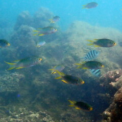 Neopomacentrus nemurus