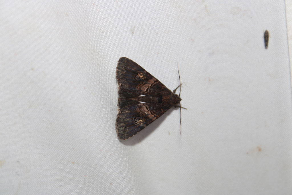 Prolata Melipotis