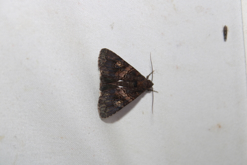Prolata Melipotis