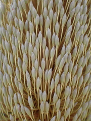 Banksia serrata