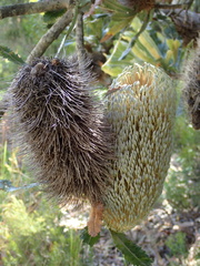 Banksia serrata