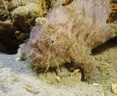 Antennarius striatus