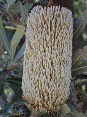 Banksia serrata