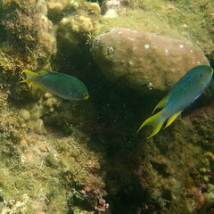 Neopomacentrus nemurus