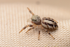 Pelegrina pervaga