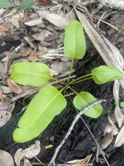 Acrostichum danaeifolium