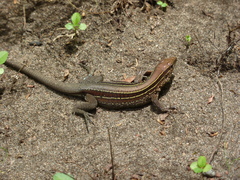 Holcosus quadrilineatus