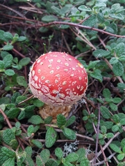 Amanita muscaria muscaria