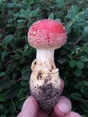 Amanita muscaria muscaria
