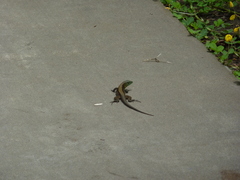 Holcosus quadrilineatus