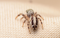 Pelegrina pervaga